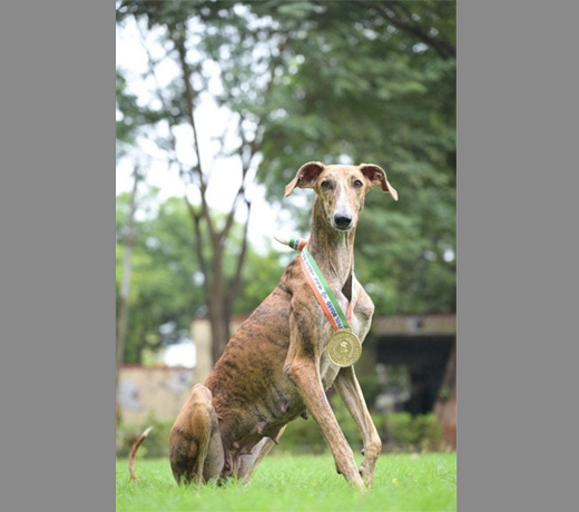 Desi dog